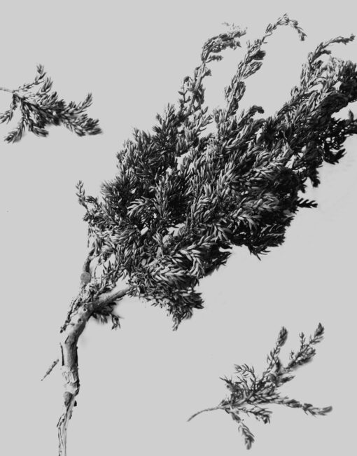 Unidentified Conifer Tree Specimen