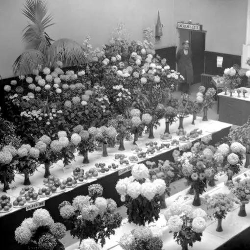 Horticultural Show c1927