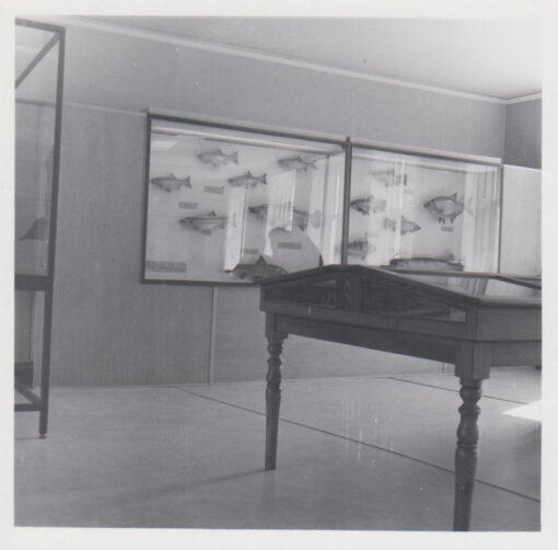 Hertford Museum Gallery