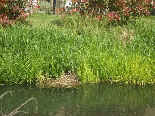 Coot on the River Lea