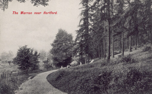The Warren