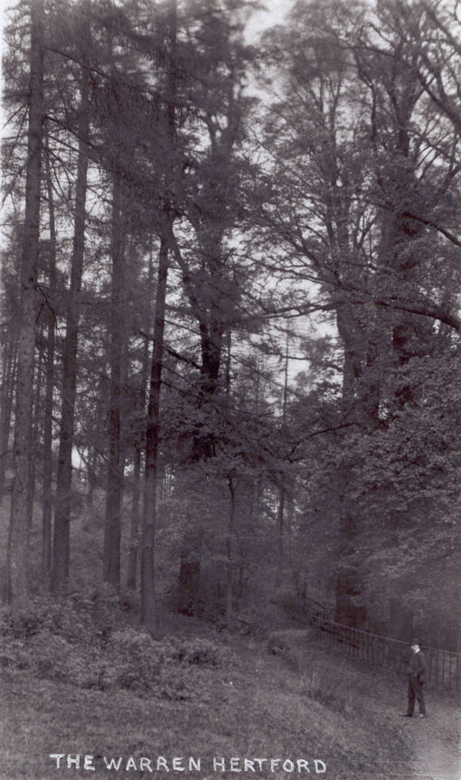 The Warren