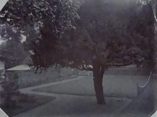 The Garden at 25 Castle Street